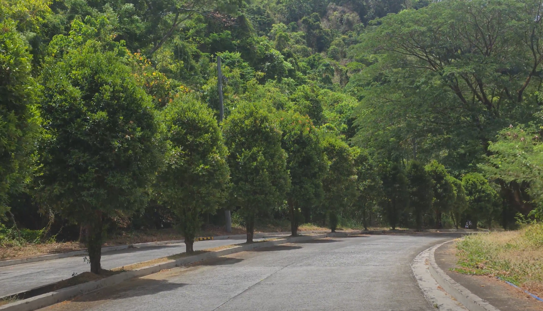 Paved community road lined with trees